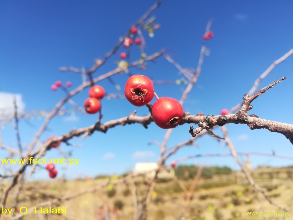 Crataegus sinaica Boiss.